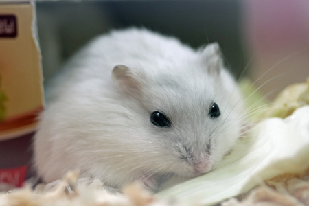 ハムスターの診療について